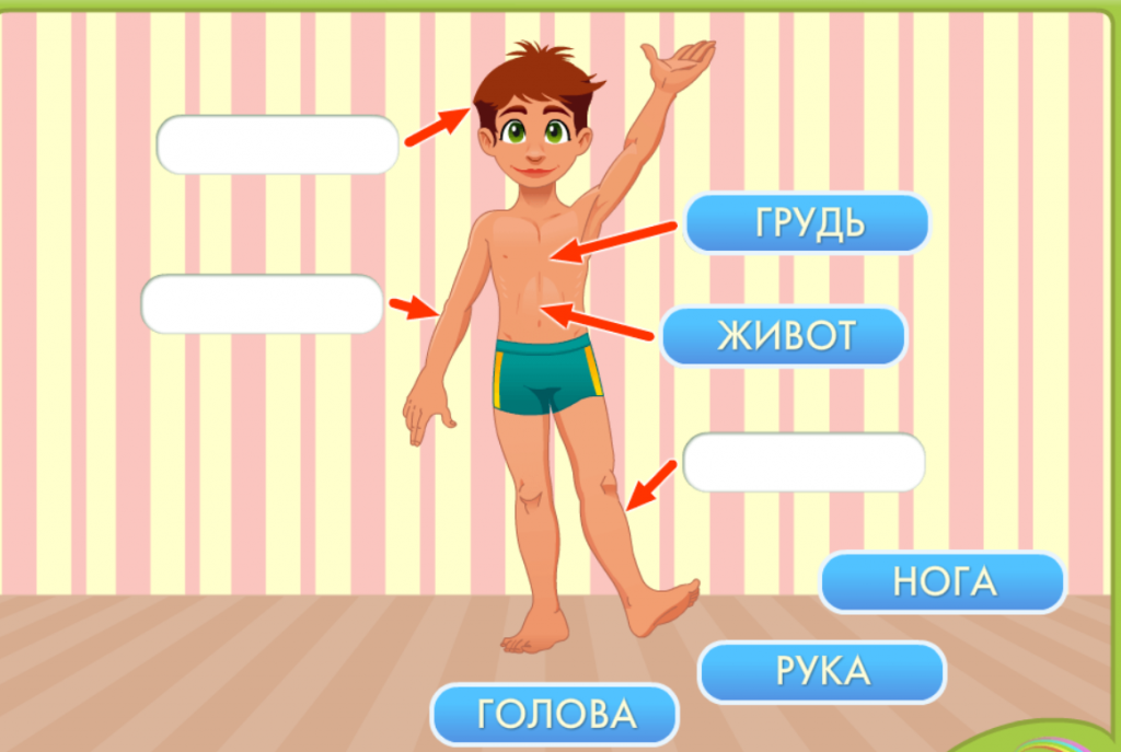 Тело человека