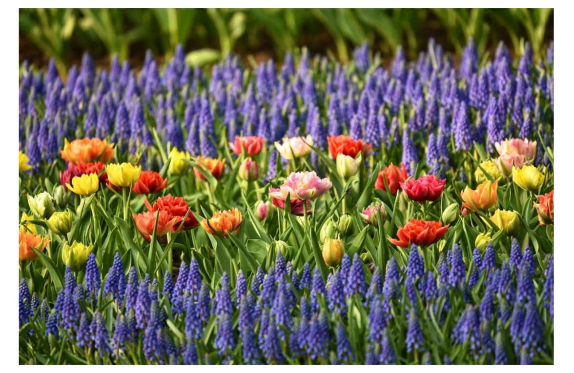 Ландшафтный дизайн и садоводство от ведущего Государственного Университета старшего поколения
